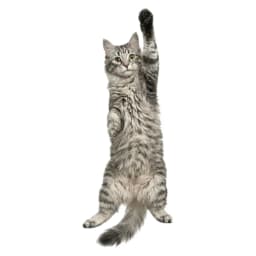 3D Fish Fish-shaped Men's Tie Animal Pattern Lifelike Kitten Necktie Satin Fabric Novelty Creative Neck Tie For Party Wedding