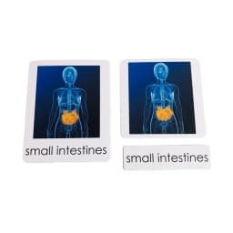 Montessori Language Materials Human Organ Models W/ Cards Biology Learning Resources Early Educational Equipment Teaching Aids