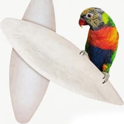 Natural Cuttlebone Chew Toy 1pc for Parrots Budgies Hamsters Small Pets Teeth Grinding Calcium Supplement Bird Supplies Healthy