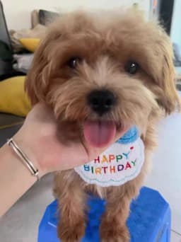 Pet Birthday Scarf Cute Delicate Lace Bib, Cat & Dog Birthday Party Celebration Prevent Saliva Towel
