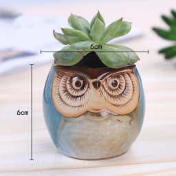 Flower Pots Creative Ceramic Mini Flowerpot Succulent Planter Cute Owl Plants Flower   Pot With Hole Garden Home Office Decor