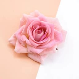10Pcs 10CM Roses Head Wedding Decorative Plants Wall Diy Christmas Decorations for Home Bride Brooch Artificial Flowers Cheap