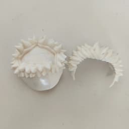 Ob11 GSC DOLL Clay white model hair doll accessories