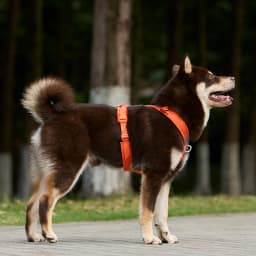 SMALL COMBINATION Dog Harness for Small Medium Large Dogs No Pull Reflective Dog Harness Adjustable Comfortable Outdoor Walking