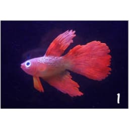 1PC Artificial Aquarium Decoration Glowing Effect Goldfish Fish Tank Ornament Decor