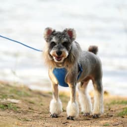 Cat Dog Harness Leash Set for Small Medium Dog Adjustable Pet Harness Reflective Breathable Outdoor Walking Pet Accessories