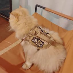 Cool Puppy Cat Tactical Harness and Leash Handheld Pet Harnesses for Cats Maine Coon Chinchilla Mascotas Adhesive Accessories