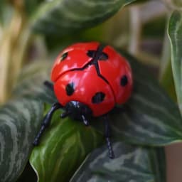 Wind Up Ladybird Bionic Toys Creative Prankster Animated Insect Toy Model Children's Plastic Animals Scarab Beetle Wind Up Toy