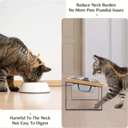 Elevated Cat Bowls 15° Tilted Raised Cat Food Bowls with Wooden Stand Anti Vomiting 2 Stainless Steel Bowls for Cats and Puppy