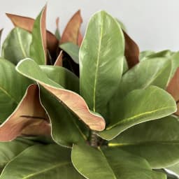 2pcs Artificial Magnolia Leaf Green Plant Floral Plastic Simulation Magnolia Branch Fake Plants Leaves Shopping Mall Decoration