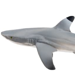 Toymany Simulation Blacktip Reef Shark Ocean Animal Model Toy Mini Figures Dolls Action Figurines Toys for Children Gift