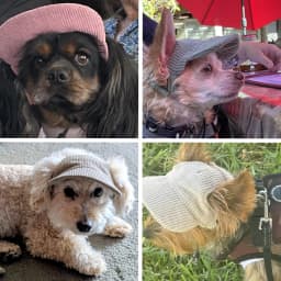 Dog Sun Hat For Small Large Dogs Cats Adjustable Pet Baseball Cap with Ear Hole Windproof Corduroy Puppy Visor Hat Pets Supplies