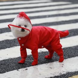 Waterproof Dog Clothes Small Dog Raincoat with Rain Shoes Boots Overalls Jumpsuit Pet Cat Puppy Rain Coat with Transparent Hood