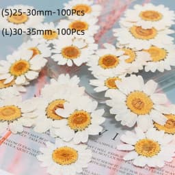 100Pcs Real Natural White Daisy Pressed Flower for Resin Jewelry Nail Stickers Makeup Art Crafts