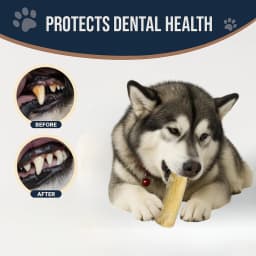 Coffee Wood Dog Chew Stick - Coffee Wood Stick for Your Pets - Non Toxic Safe Puppy Chew Toy for Teething & Gifts for Dogs