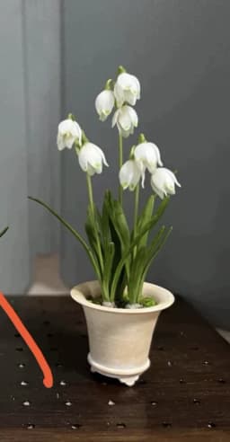 1:6 Miniature Plant Set, Handmade Realistic Fern Maple Caladium Potted,Exclusive Custom Sizes BJD Dollhouse Garden Bjd Decor Art