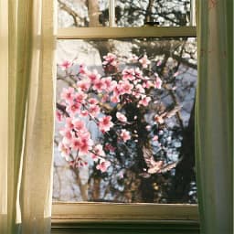 Pink Tree Branches Peach Blossoms And Birds Wall Stickers For Glass Window Decoration Bedroom Living Room Self-Adhesive Decor