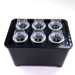 White/Black Hydroponic Grow System Hydroponic Box 6-Hole Nursery Pot for Garden Indoor Plants Vegetable Soilless Culture Planter