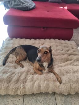 Fluffy Dog Crate Bed for Extra Large Dogs, Plush Faux Fur Crate Pad, Calming Anti Anxiety Dog Bed, Washable Soft Warm Crate