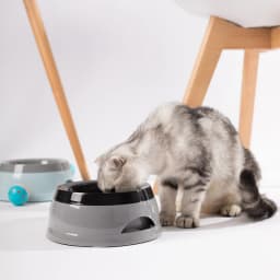 Pet Dog Bowls Floating Not Wetting Mouth Cat Bowl No Spill Drinking Water Feeder Plastic Portable Dog Bowl Dog Accessories