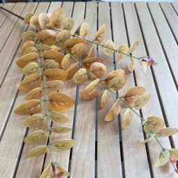 10Pc 3D Printing Eucalyptus Leaves Artificial Plants Wedding Road Leads Flower Arrangement Home Decoration Party Eucalyptus Leaf