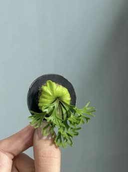 1:6 Miniature Plant Set, Handmade Realistic Fern Maple Caladium Potted,Exclusive Custom Sizes BJD Dollhouse Garden Bjd Decor Art