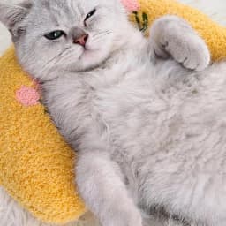 1PC Little Pillow for Cats, Ultra Soft Fluffy Pet Calming Toy Half Donut Cuddler for Joint Relief Sleeping Improve