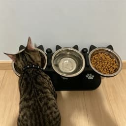 Black Cat Ear 3 Bowls Rack Elevated Cat Feeder Stand Non-slip Silicone Waterproof Anti-dirty Cat Bowl Mat for Cats Dogs