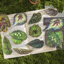 20 pcs Plants Flowers Leaf PET Sticker pack Hand Account Collage Junk Journal Planner Scrapbooking Decor Stationery Stickers