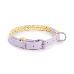 Pet Supplies Dog Collar For Small and Medium Dog Walking Sugar Color Series Cute Style PVC Webbing Collar Leashes Set New Arriva