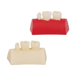 Dental Inlay Exercise Model Block Composite Resin Filling Practice Models Dentistry Oral Teeth Teaching Typodont Study