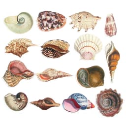 Vintage Conch Shell Sticker Label Scrapbooking Marine Life Stationery Stickers For Children Decorative Diary Album