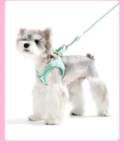 Eye Shape Dog Harness and Leash Set for Small Dogs,Cute Fashion Puppy Walking Vest, Reflective Adjustable Pet Harness for Daily