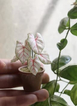 1:6 Miniature Plant Set, Handmade Realistic Fern Maple Caladium Potted,Exclusive Custom Sizes BJD Dollhouse Garden Bjd Decor Art