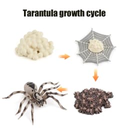 Animal Life Cycle Board Children Toys Montessori Teaching Aids Plant Animal Growth Cycle Model Set preschool cognitive Toys