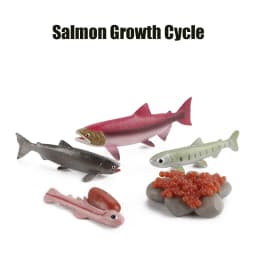 Animal Life Cycle Board Children Toys Montessori Teaching Aids Plant Animal Growth Cycle Model Set preschool cognitive Toys