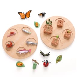Animal Life Cycle Board Children Toys Montessori Teaching Aids Plant Animal Growth Cycle Model Set preschool cognitive Toys