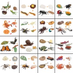 Animal Life Cycle Board Children Toys Montessori Teaching Aids Plant Animal Growth Cycle Model Set preschool cognitive Toys