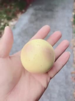 Creativity Funny Simulation Potato Kneading Toy Slow Rebound Ins Small Fresh Pinch Children Decompression Toys Hand Relax Gifts