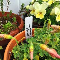 100pcs Garden Plant Labels PVC Plant Tags Nursery Markers Flower Pots Seedling Labels Tray Mark Tools Pot Waterproof Mix Colors