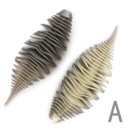 Supercontinent BELLOWS GILL Soft Lure Worm Fishing Bass Lure 100mm/4pcs 77mm/6pcs Larva soft bait