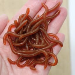 10pcs Lifelike 4 Colors Earthworm Bait Worms Artificial Fishing Lure 8cm Soft Baits Silicone Shrimp Flavor Additive Baits Tackle