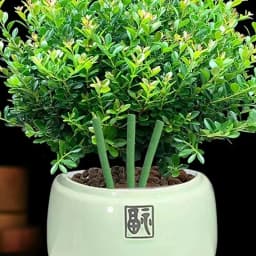 18/200x Plants Nutrition Stick Healthy Growth Nitrogen Phosphorus Potassium Plant Vegetables Flowers Compound Fertilizer Stick