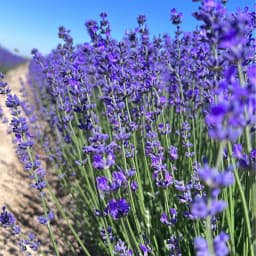 Dried Lavender Sachet Bags Natural Fragrance Aromatherapy Pouch Sleep Aid Ornament Car Wardrobe Drawer Home Decor 2026 Trending