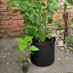 1-10PCS Non-Woven Grow Bags Aeration Fabric Pots with Handles Flower Pot Vegetable/Flower/Plant Grow Bags 3/5/7/10/15/20 Gallon