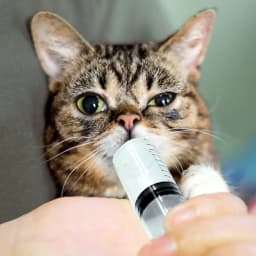 1ml 2.5ml 3ml 5ml 10ml 20ml 30ml 50ml 10Pcs Disposable Syringe Pet No Sterile Feeder Needle Glue Disposable Syringe