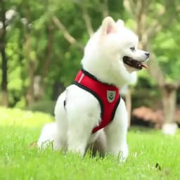 Cat Dog Harness with Lead Leash Adjustable Vest Polyester Mesh Breathable Harnesses Reflective Sti for Small Dog Cat Accessories