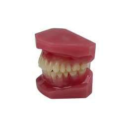 AG Orthodontic Teaching Model Oral Model Half Ceramic Half Metal Bracket for Dentist Doctor-patient Communication Tool