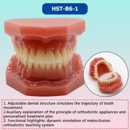 AG Orthodontic Teaching Model Oral Model Half Ceramic Half Metal Bracket for Dentist Doctor-patient Communication Tool