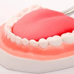 Enlargement Oral Teaching Dental Material Dentistry Consumables Prosthesis Dental Anatomy Model Tongue
